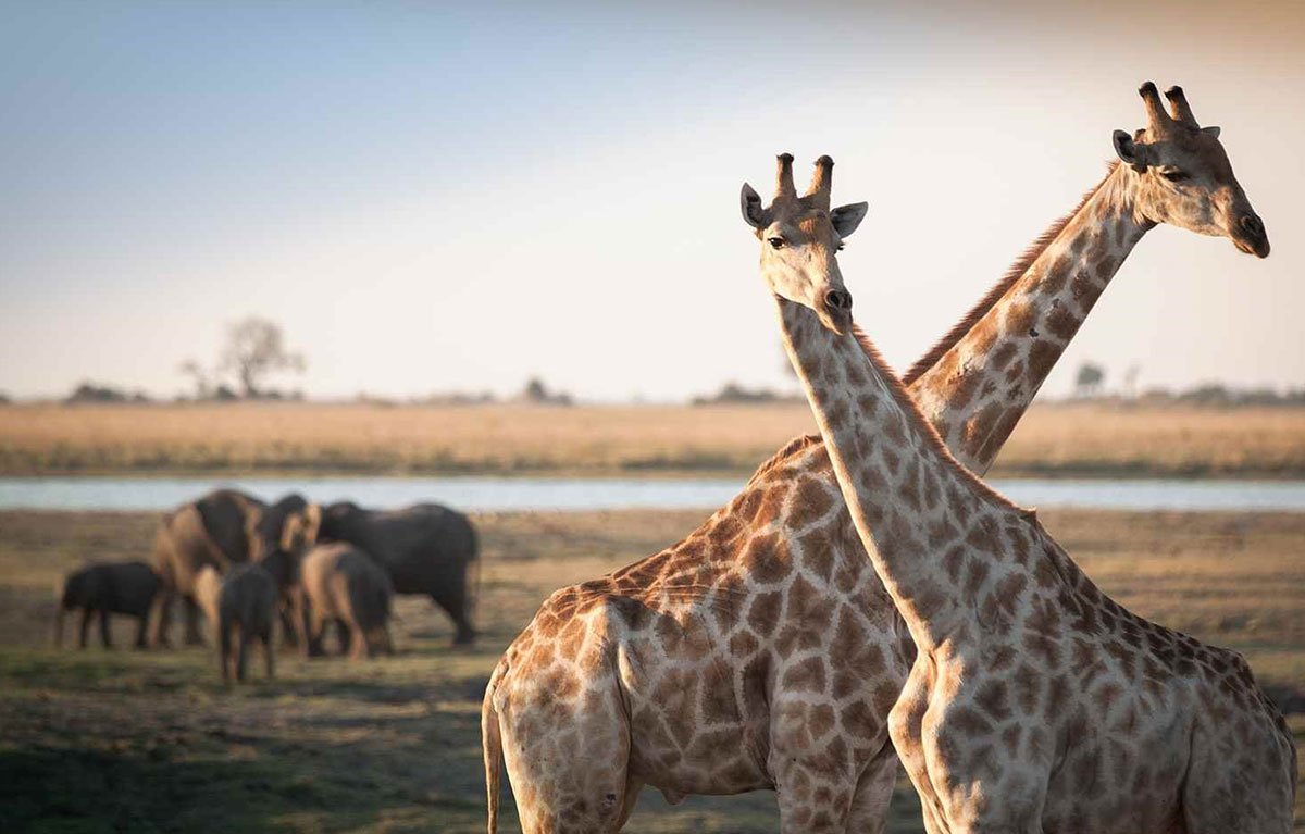 Safari on Zambezi Queen - AmaWaterways