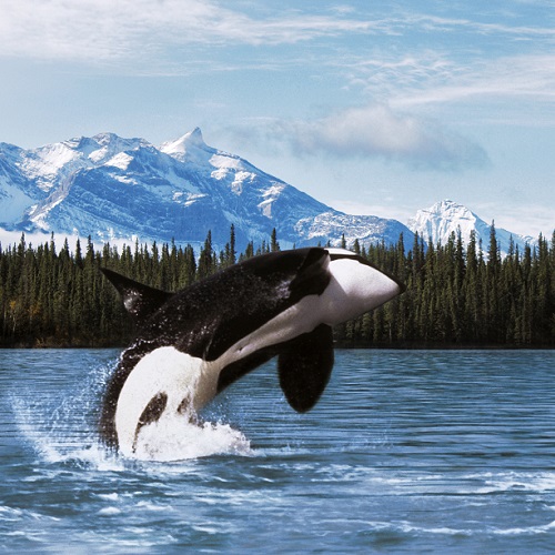 Killer whale (Orcinus orca), breeching, Frederick Sound, Southeast Alaska.